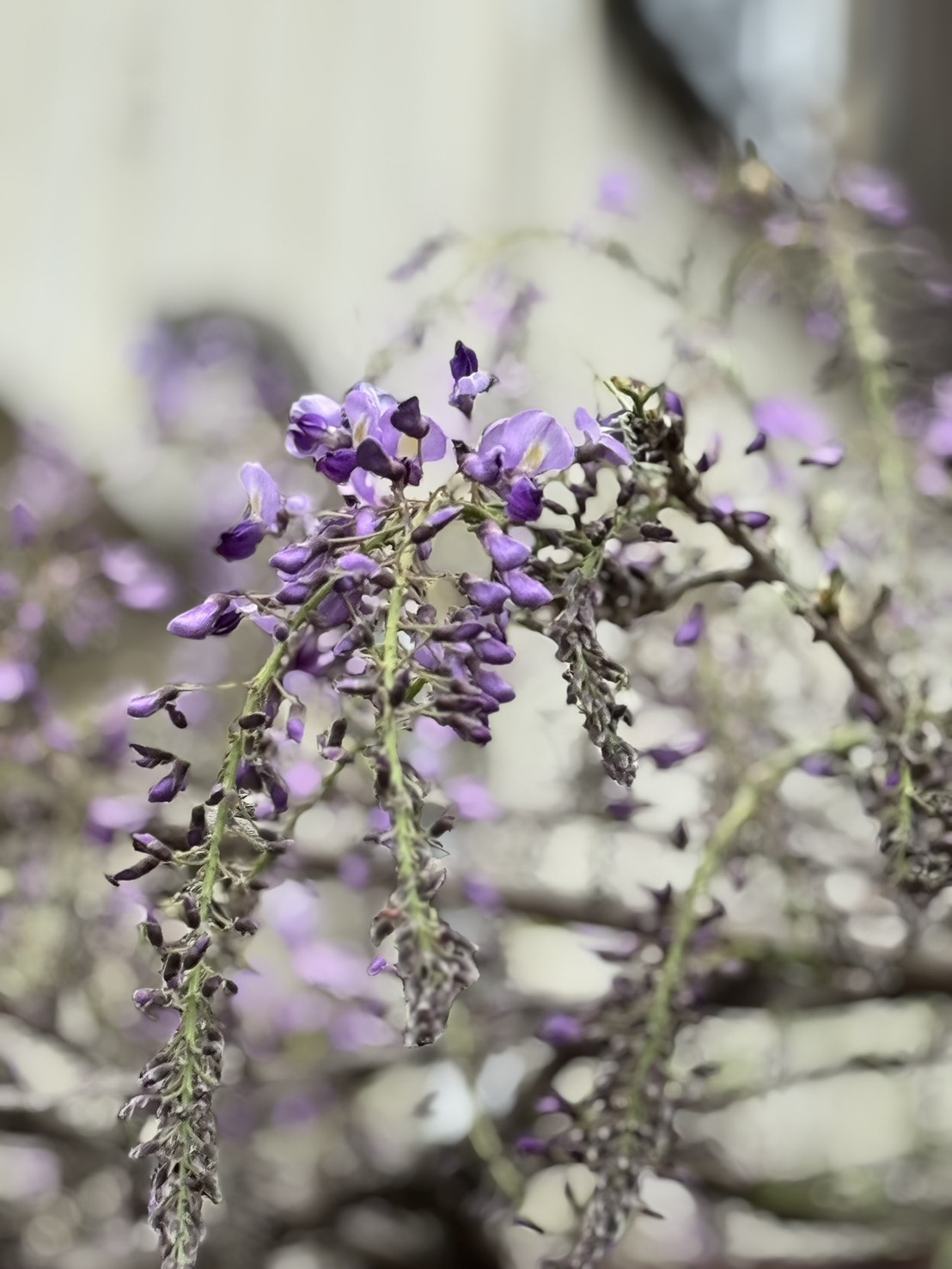 春、富山に咲く藤の花